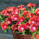 Делосперма "Sundella Flame" садові низькорослі грунтопокривні квіти, фото 3