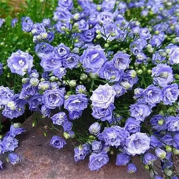 Дзвіночок спіральнолистний "Elizabeth Oliver" квіти, квіткова розсада, фото 1