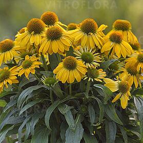 Ехінацея "SunMagic ' Fantastic Yellow" саджанці рідкісних рослин, фото 1