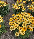 Ехінацея "SunMagic ' Fantastic Yellow" саджанці рідкісних рослин, фото 2