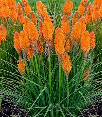 Кніфофія "Mango Popsicle" квіти,квіткова розсада, фото 1