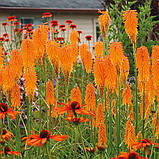 Кніфофія "Mango Popsicle" квіти,квіткова розсада, фото 2