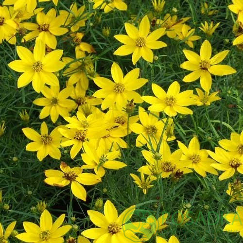 Кореопсіс "Zagreb" невибагливі багаторічні квіти, фото 1
