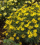 Кореопсіс "Zagreb" невибагливі багаторічні квіти, фото 2