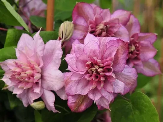 Клематис "Innocent Glance"  квіти,квіткова розсада, фото 1