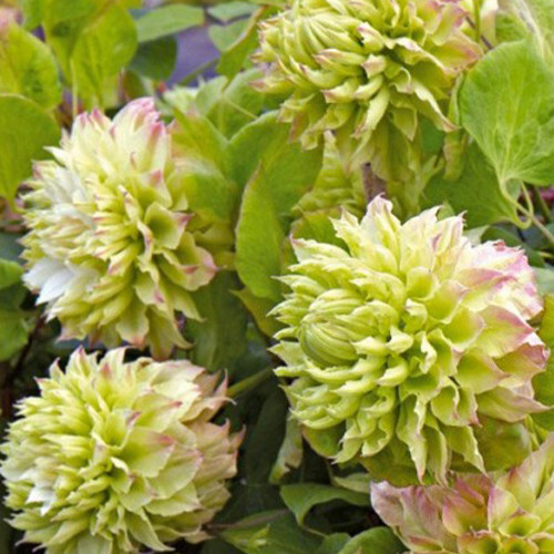 Клематис "Midori" Садові квіти поштотю, фото 1