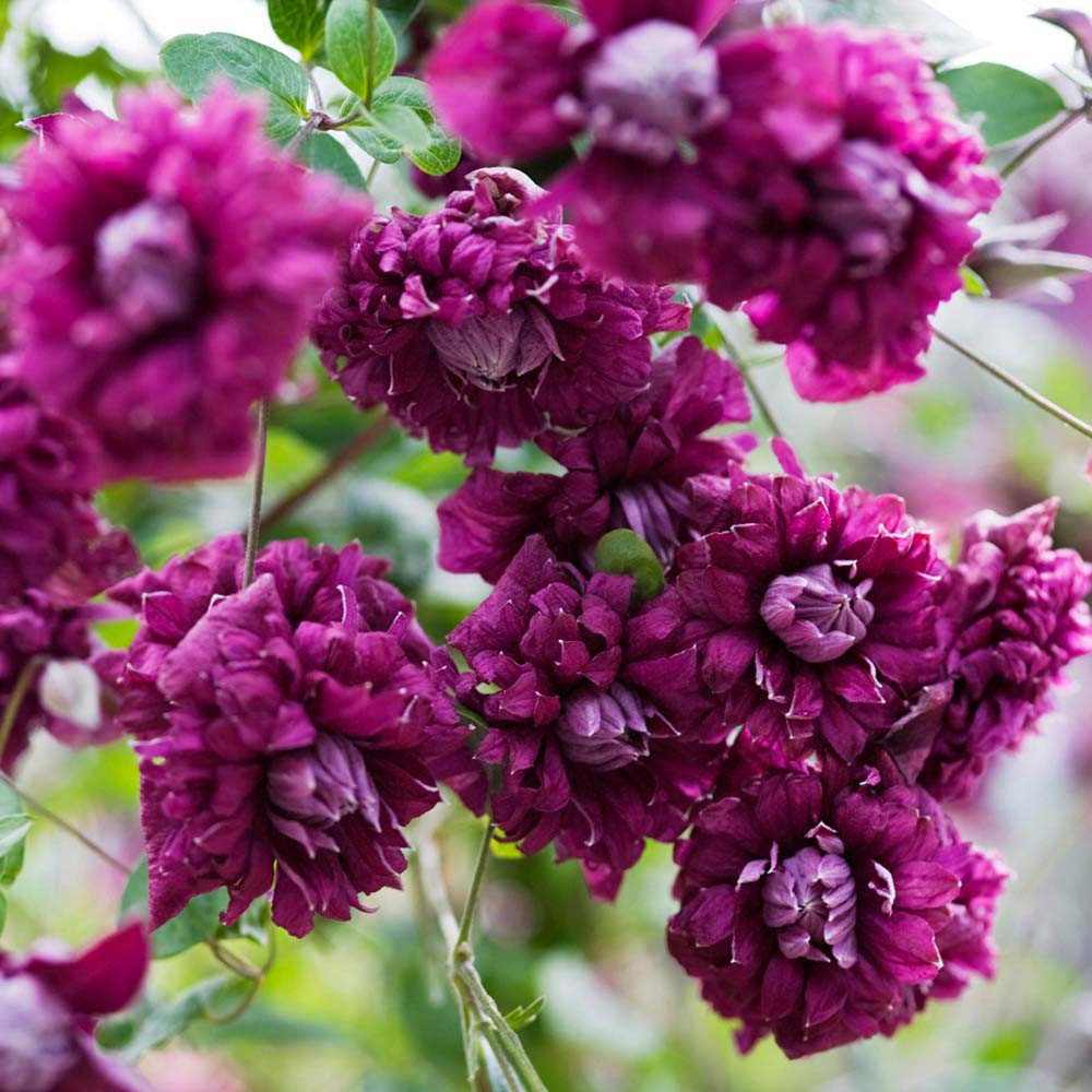 Клематис "Purpurea Plena Elegans Садові ліани, фото 1