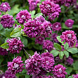 Клематис "Purpurea Plena Elegans Садові ліани, фото 2