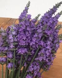 Лавандин "Sensational" Квіти багаторічні садові, фото 1