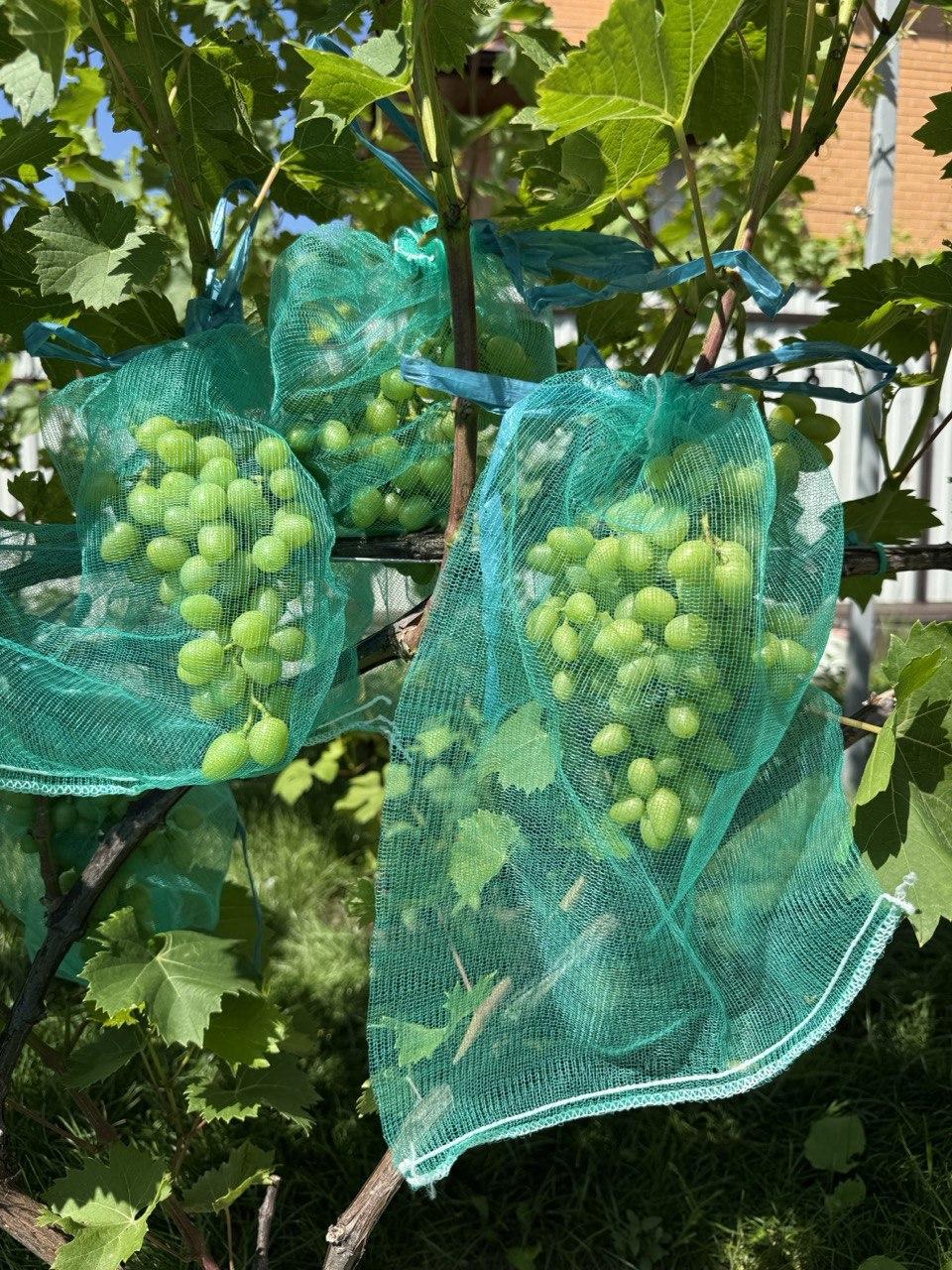 Захисні мішечки для грон винограду 28*40см, (5 кг) 50шт Купити, фото 1