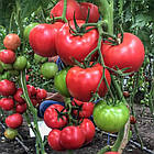 Томат Пінк Хіт F1 Yuksel Tohum/Туреччина 5 шт, фото 2