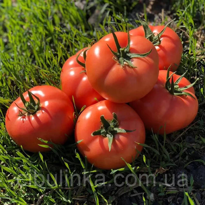 Томат Пінк Хіт F1 Yuksel Tohum/Туреччина 5 шт, фото 1