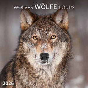 Настінний календар 2026 рік. Wolves