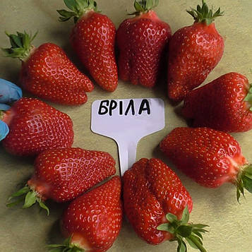 Полуниця Брілла (надрання)