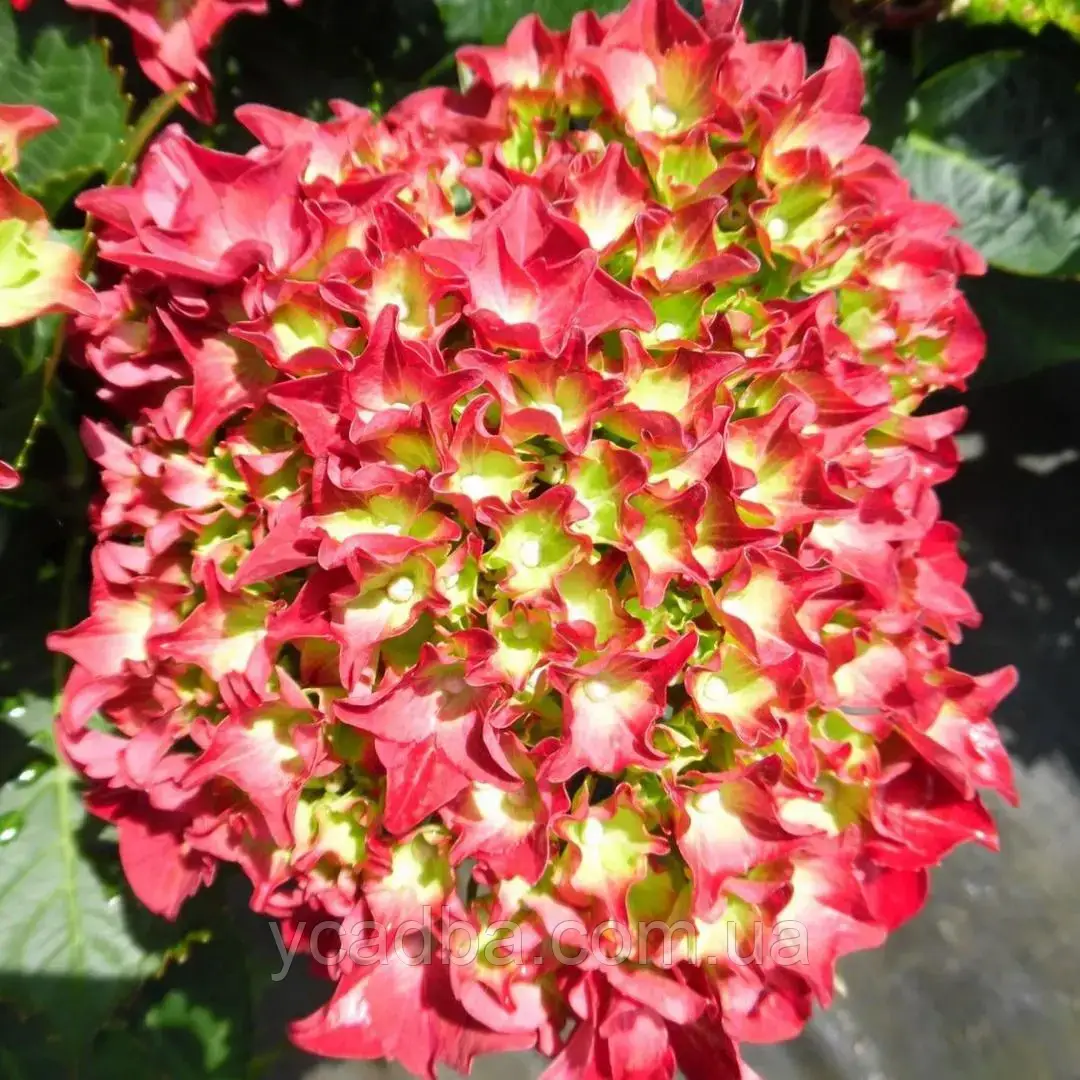 Гортензія крупнолистова Меджикал Фарфалла, Magical Farfalla 92 (горщик 0,5л), фото 1