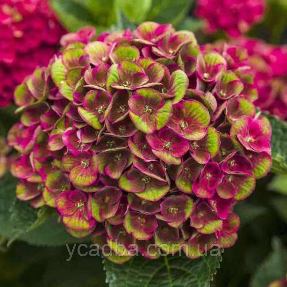 Гортензія крупнолистова Грюнес Гевельбе, Grunes Gewolbe 200-102 (горщик 0,5л), фото 1