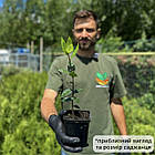 Саджанці лавра Шляхетного (Laurus Nobilis) Р9, фото 3