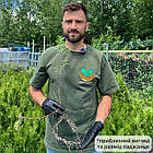 Саджанці Зизифуса Китайський 2а (2-х річний) - середнього терміну, великоплідний, солодкий, унабі, фініка, жужуба (сіянець), фото 3