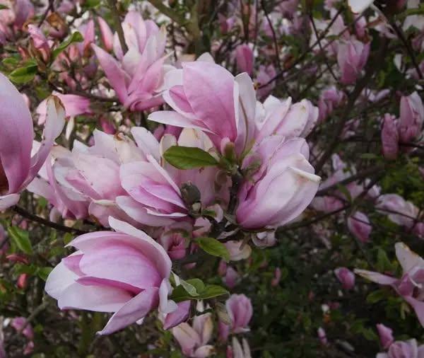 Магнолія гібридна "George Henry Kern", фото 1