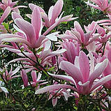 Магнолія гібридна "George Henry Kern", фото 2