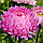 Насіння Квіти Айстра Піоновидна Роза Турм (рожева) 0,25г Насіння України, фото 2