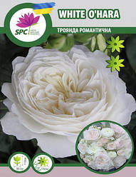 Троянда романтична White o'hara
