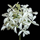 Гортензія крупнолиста  «Грейт Стар», фото 2