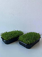 Мікрозелень Моркви