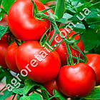 Томат Волгоградський 323 3 г Gl Seeds, фото 3