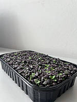 Мікрозелень Базиліку