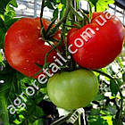 Томат Волгоградський 5/95 0.5 г Gl Seeds, фото 2