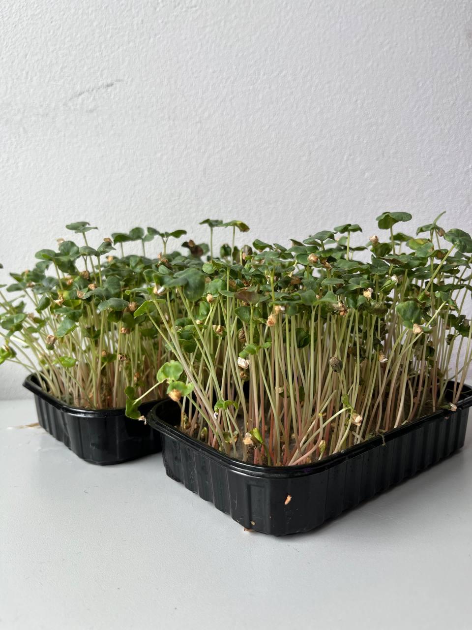 Мікрозелень Гречки, фото 1