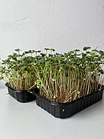 Мікрозелень Гречки