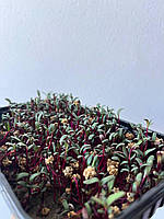 Мікрозелень Буряку