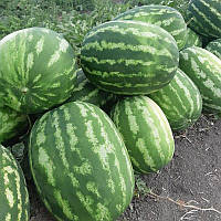 Насіння кавуна Маракеш F1, 500 шт., овальний, Кримсон Світ тип, Ergon Seeds