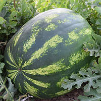 Насіння кавуна Маракеш F1, 1000 шт., овальний, Кримсон Світ тип, Ergon Seeds