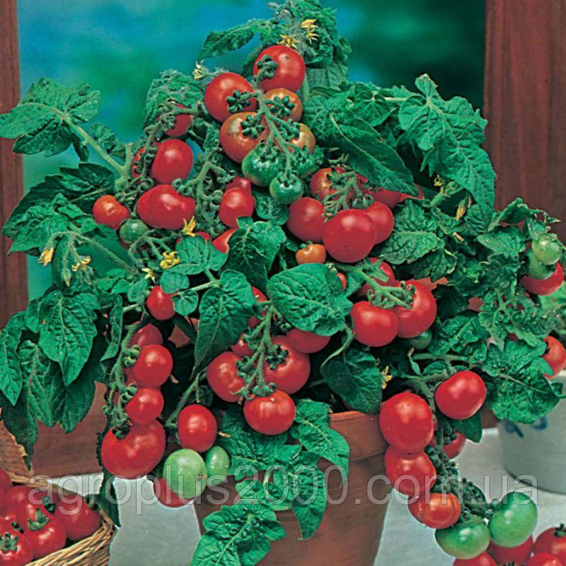 Насіння Томат кімнатний Мінібел 0,1 грам Hem Zaden