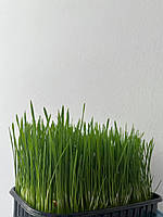 Мікрозелень Пшениці