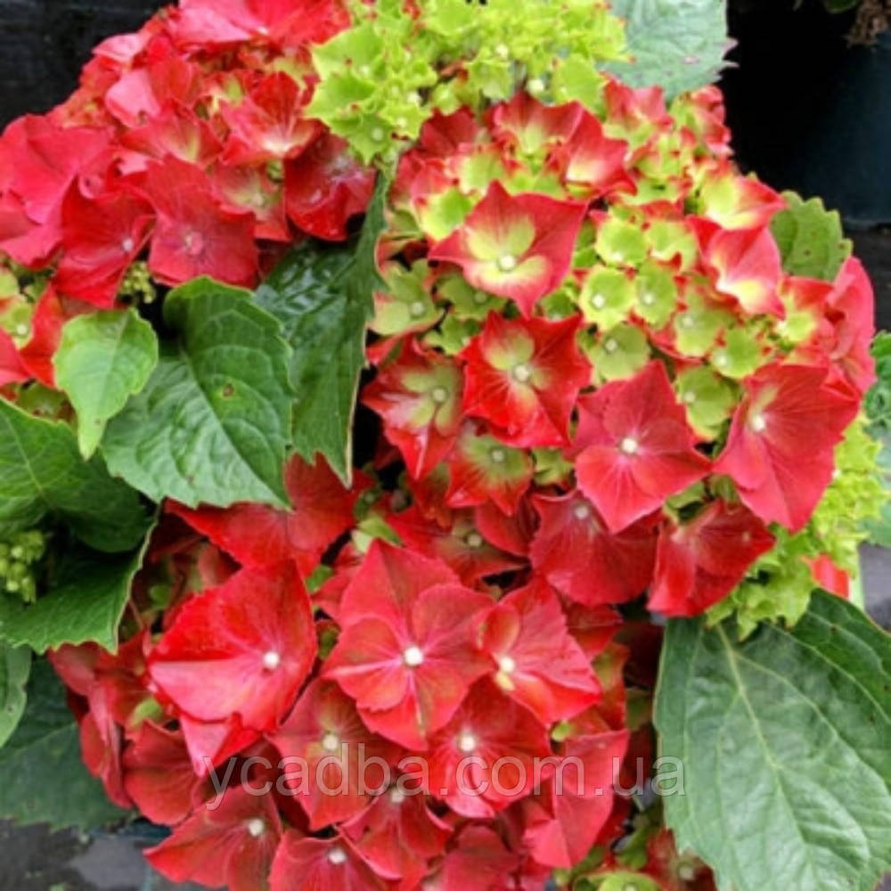 Гортензия крупнолистная Хай "Торнадо", Hi "Tornado" 214,112 (горщик 2л), фото 1