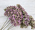 Сухоцвіти квіти гортензії (фіолетовий). 3-4 шт, фото 2