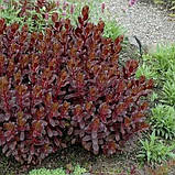 Очиток "Touchdown Teak" Садові квіти поштою, фото 2