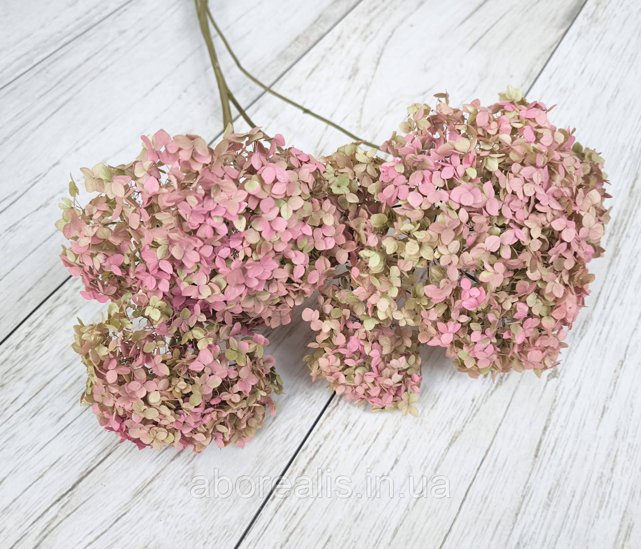 Сухоцвіти квіти гортензії (рожевий). 3-4 шт, фото 1