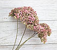 Сухоцвіти квіти гортензії (рожевий). 3-4 шт, фото 2