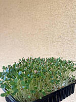 Мікрозелень Льону