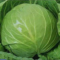 Насіння капусти Експрес 100г ТМ Коуел