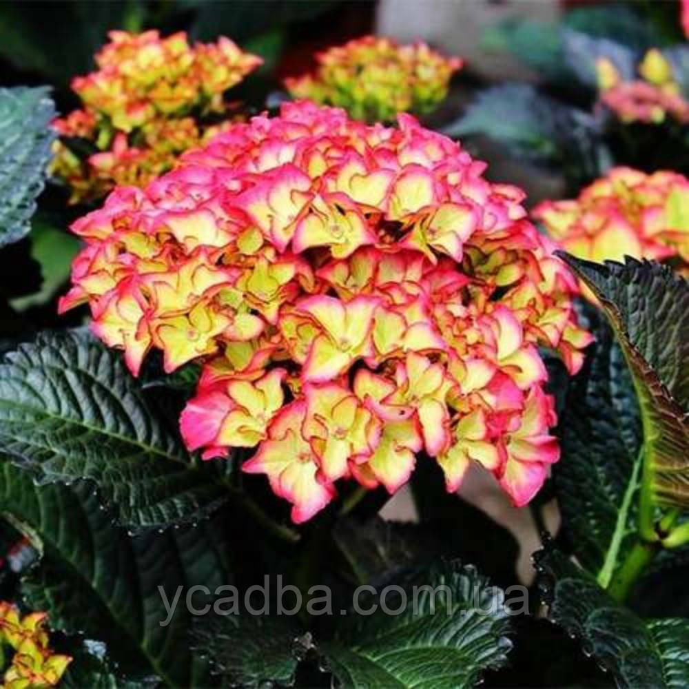 Гортензія крупнолистова Блек Даймонд "Ред Ангел", Black Diamonds "Red Angel" 132 (горщик 0,5л), фото 1