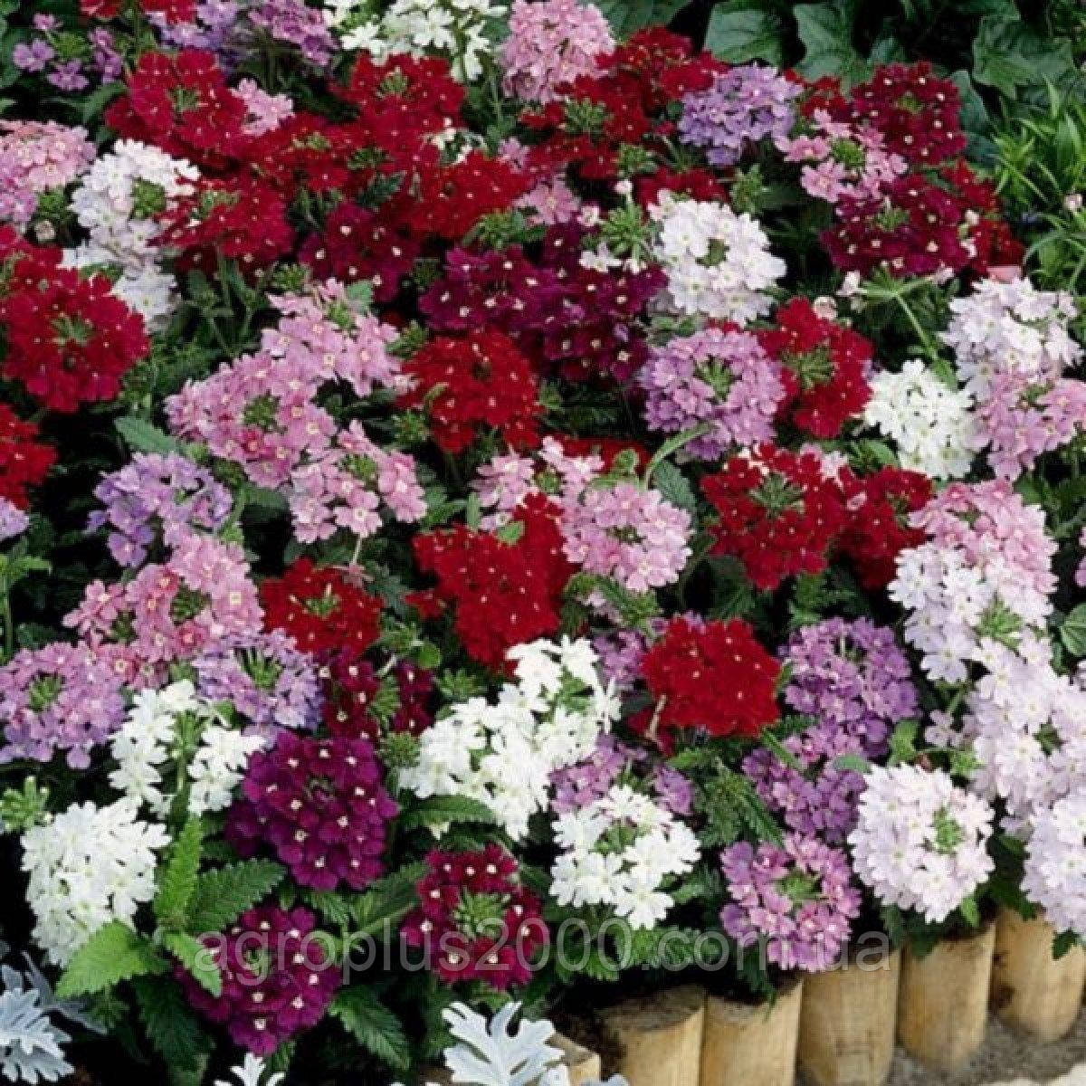 Насіння Вербена Обсешн F1 Суміш (mix) 100 насінин Syngenta