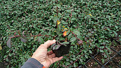 Кизильник саджанці (суміш сортів) Р9