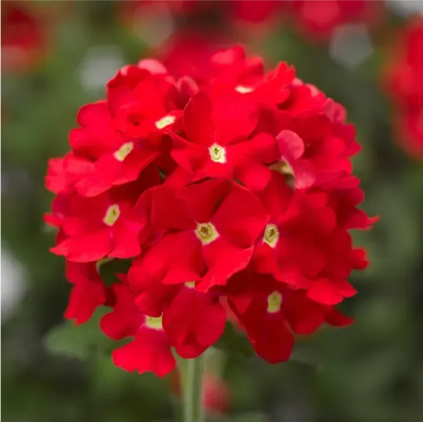 Вербена великоквіткова червона 0,1 г Професійне насіння, фото 1