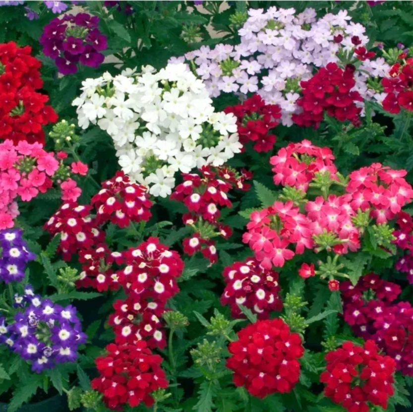 Вербена великоквіткова суміш 0,1 г Професійне насіння, фото 1